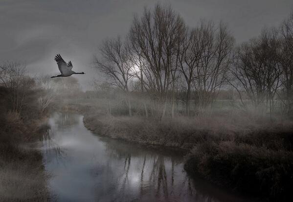 Gabriele_Corno's tweet image. Heron by Birgit Presser