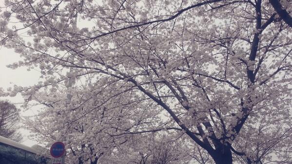 baroyeons's tweet photo. 예년보다 봄이 빨리 찾아왔어요! 거리거리 봄 꽃 들이 활짝 피어있는데요~~꽃놀이의 꼐절인 4월이 돌아왔습니다! 여러분들은 벚꽃놀이 어디로 가고 싶으세요? ♥
http://t.co/sgwW5YtptE http://t.co/y2PPCSyhuO