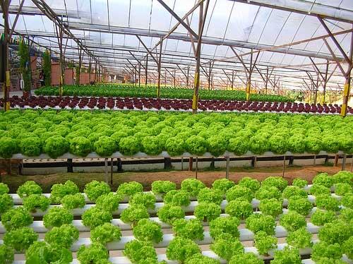 MillsNutrients's tweet photo. professional #hydroponic grower you need to pay attention to growing medium or #water method.. http://t.co/92Xado3Ihy http://t.co/gvjJLmNsRY