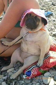what_the_pug's tweet photo. Weekend pug - http://t.co/XVLXw8hJpk #FunnyPug #FunnyPugPicture #PugBeach #PugPictures #WeekendPug http://t.co/0BugK6jAFS