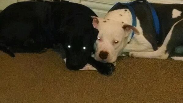 PSatulla's tweet photo. My Dog's http://t.co/b9mKtop2TG