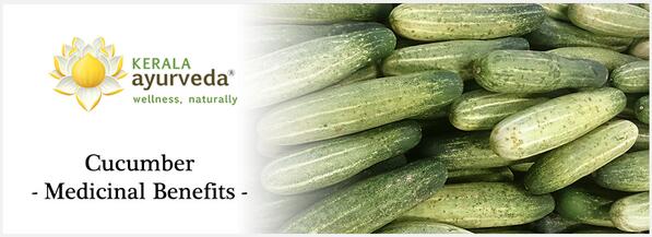 Cucumber - Medicinal Benefits - It is summer time. Let's cool with cucumber. ayurvedaacademy.com/blogs/cucumber…