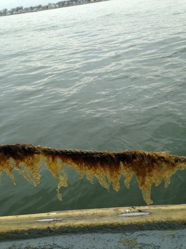 Sugar kelp wil be available end of april.  It is a super food fresh from the cold waters of LIS.