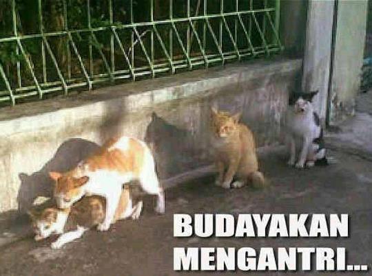 umarnewtrack's tweet photo. budaya antri,, http://t.co/wel4McJmfy