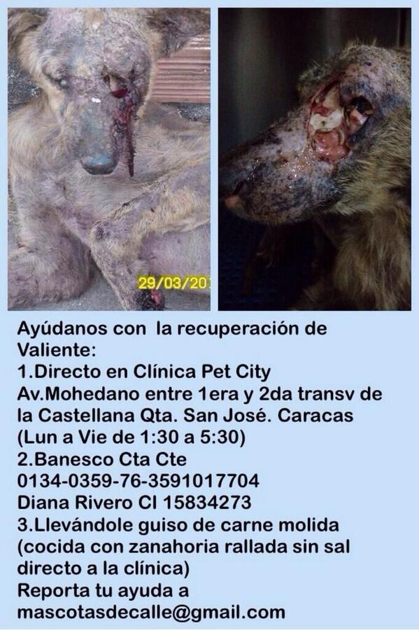 mar_loly37's tweet photo. #Caracas RT Via>@SoyTuMascota: Ayudemos a Valiente a recuperarse de la maldad que le tocó sufrir ¡Sé la diferencia! http://t.co/8rxhf9FNtP