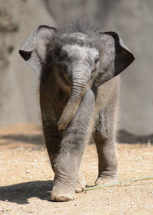 TheEarthPosts's tweet image. 3 week old elephant strutting his stuff.