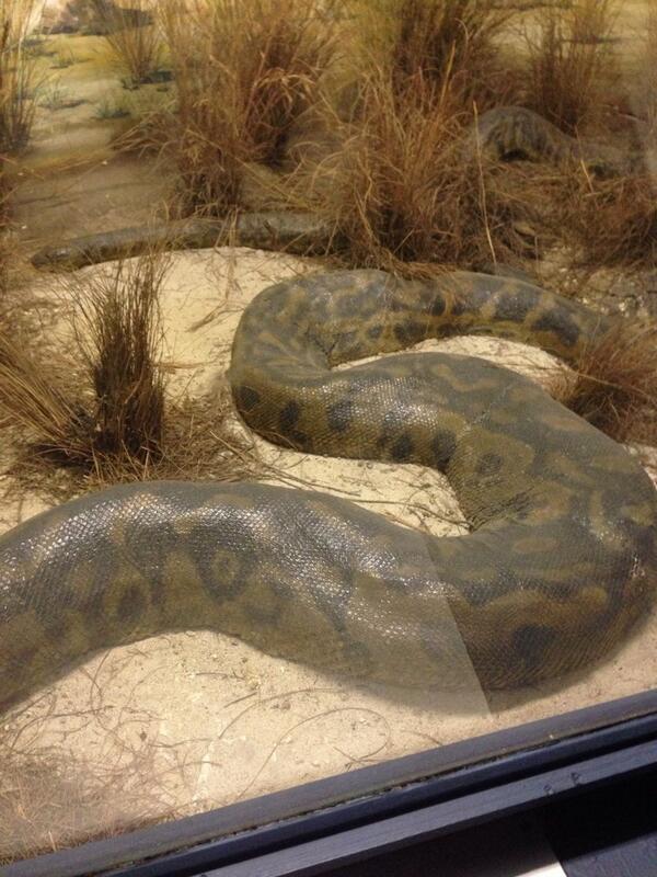 Rob_Stanbridge's tweet image. #iptweethunt #fatborisandthetwit #question1