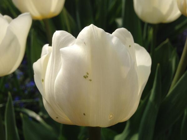 MichelJNL's tweet image. Luispopulaties bouwen zich snel op. Preventieve inzet op virusbestrijding noodzakelijk #Calypso #Decis