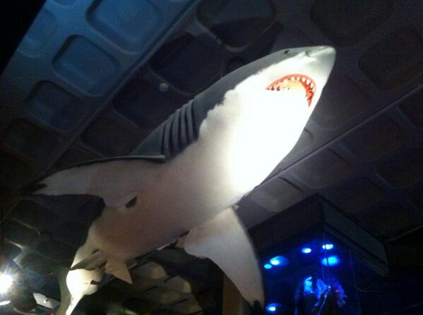 utemarkus's tweet image. #IPTweetHunt #winners #question8