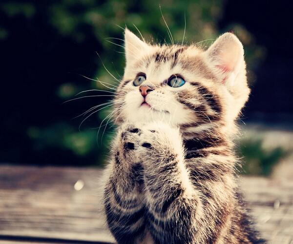 LolitaMarchior1's tweet image. قمة البراءه !! #غرد_بصورة