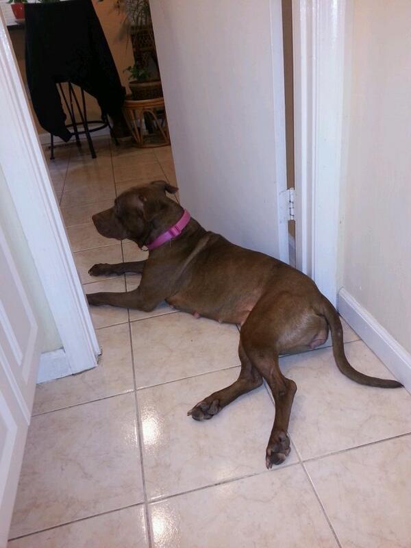 SuckMyFanciness's tweet image. Hello can I get some privacy ? #DogParentProblems -.-