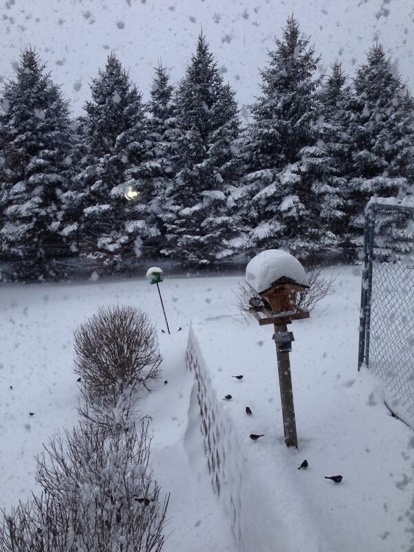 beckyorn's tweet photo. @MPRweather Outside my kitchen window in Hugo.  The birds can't be too happy about this, either. http://t.co/8xbAjHb2hr