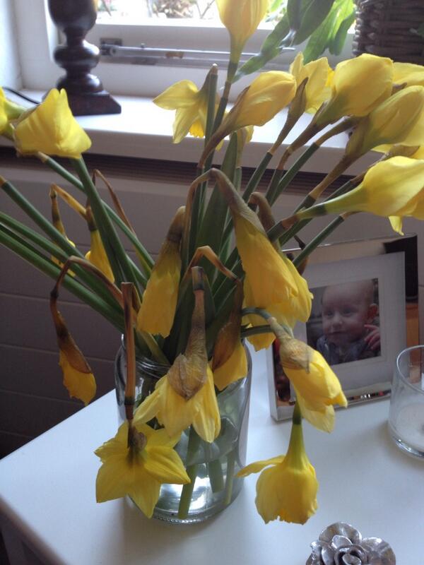 wimdeelen's tweet photo. Nie kope nie bij Intratuin Sliedrecht, binnen 10 uur weg narcissen http://t.co/twvszPQRW9