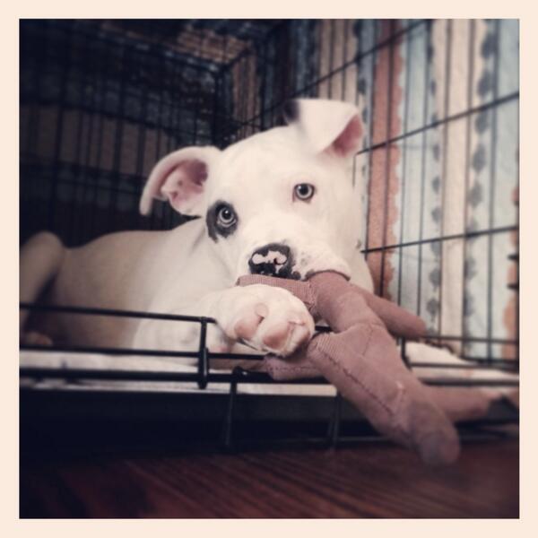 bistwit's tweet image. 