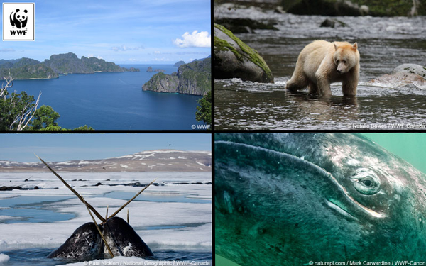 WWFFrance's tweet photo. Six espèces emblématiques, une même menace ! Les énergies fossiles menacent la biodiversité mondiale #SeizeYourPower http://t.co/peiuY66aHE