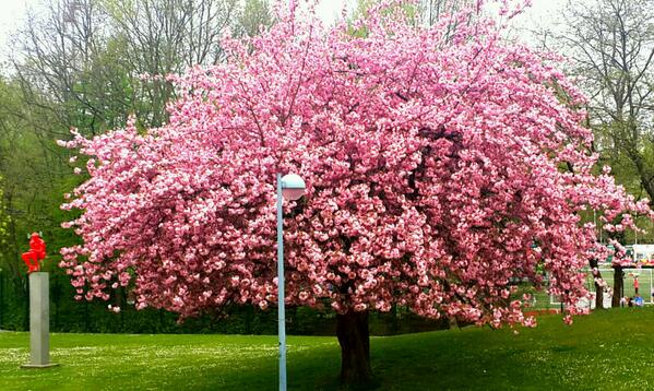 keerthiamit's tweet photo. Spring's way of Smiling along wit sun n clouds! :) http://t.co/qIeXyKOtUL