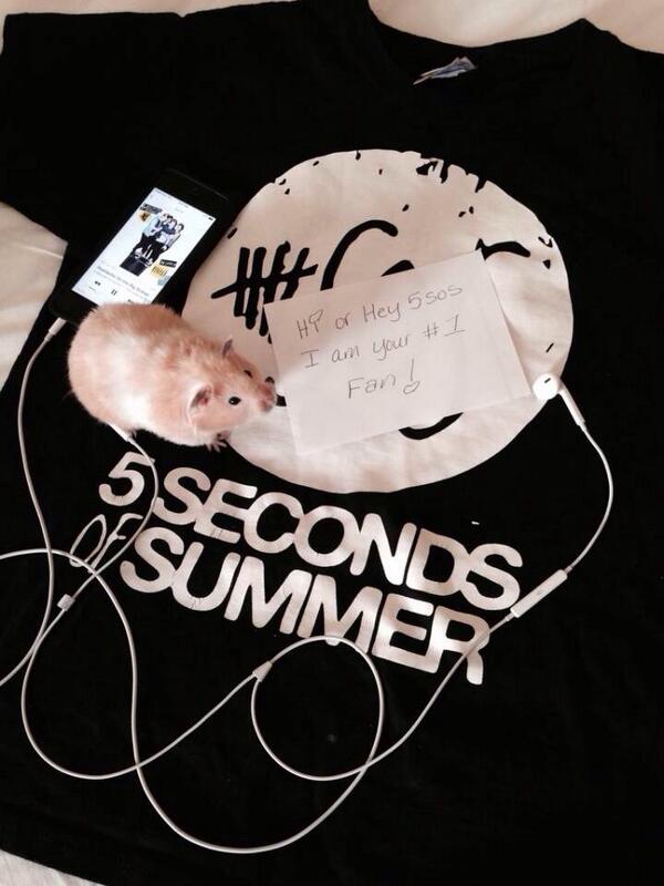 inthisdreamttv's tweet photo. Hi or hey @5SOS my hamster is your #1 fan and would love to see you guys and meet youโบ๏ธ#5sosFenderContender #5SOSinSF http://t.co/jOakiNwmo5