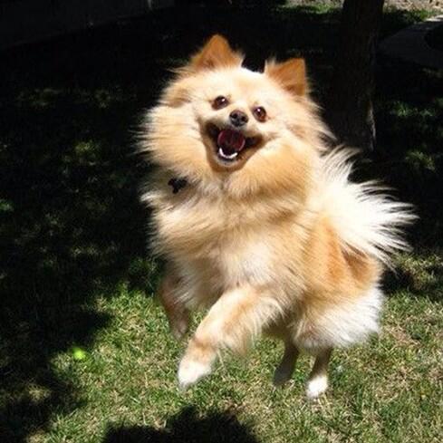 tec4_pets's tweet photo. ¡Viernes! http://t.co/JpQFwNMTSj