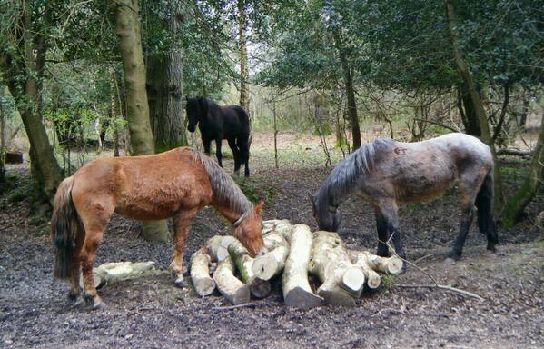 NewForestNPA's tweet photo. RT @iamrichardmh: If you look very carefully above the grey's mane there's a roe deer in the background. http://t.co/bc92trKG40' Stunning!