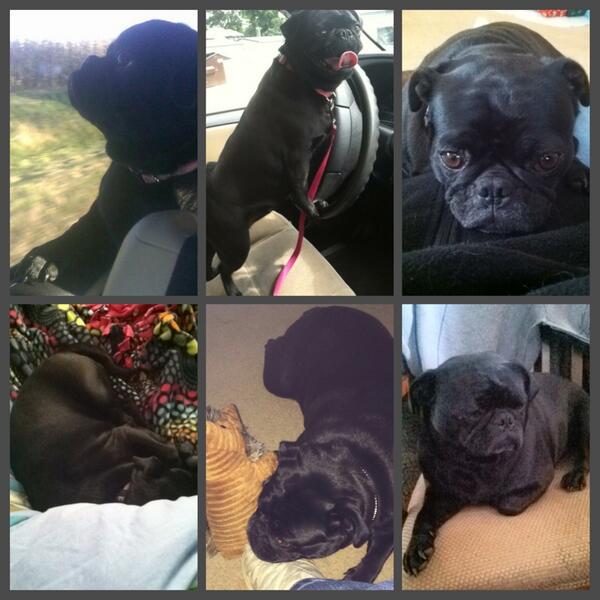 xallykmx's tweet image. Shout out to this beautiful baby on her 3rd and 21st birthday. I love her #javabean #lovebug