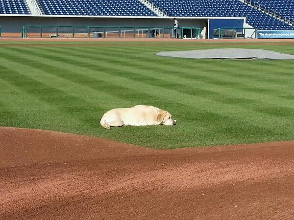 _EBlanton's tweet photo. Opening day wore her out http://t.co/iDWEYEjDVu