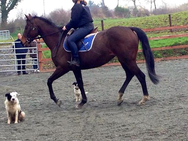 irish_smythie's tweet image. 11yr mare - Solo #forsale #easytoworkwith #loveher
