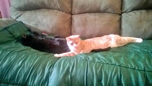 tharker06's tweet photo. Best friends #cats #cute http://t.co/Tnk78hsJf8