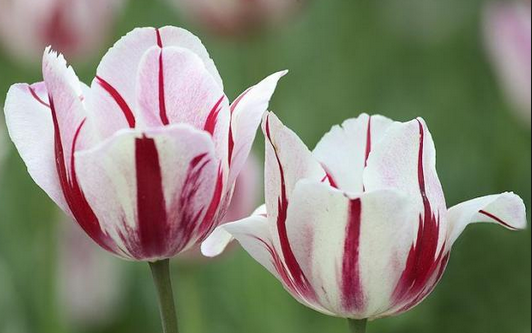 #Riddle me this: What did the big flower say to the little one?