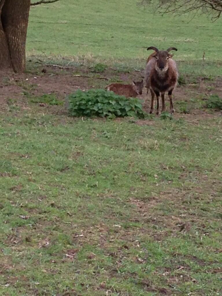 Embedded image permalink