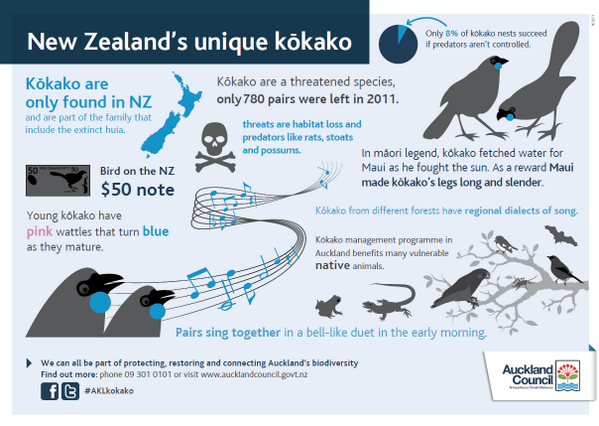 AklCouncil's tweet photo. It's been 20 yrs of Kokako in the #Hunua Ranges. Help celebrate with this #infographic on our native bird #AKLKokako http://t.co/3FPlnuKNAJ