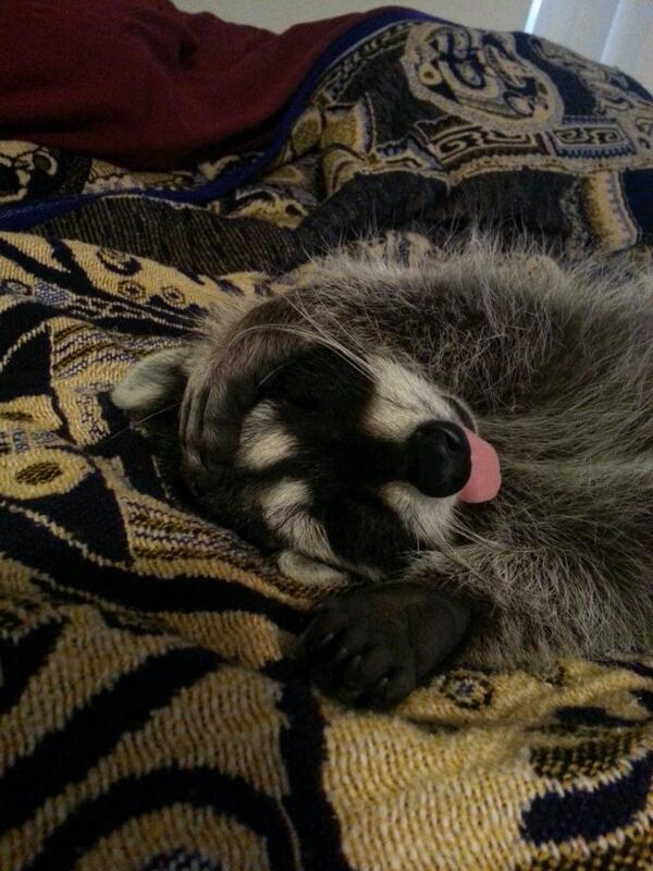 mostplay's tweet photo. @KGWNews #NationalPetDay http://t.co/qLUBEVLeqc