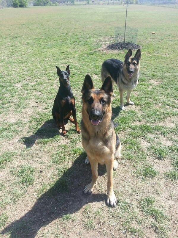 PNGFan's tweet photo. Believe it or not, they used to be puppies. http://t.co/NMkXAHMpSn