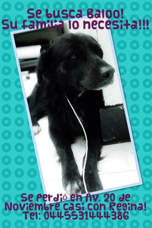 <a href="/PrrosPerdidosMX/">PerrosPerdidosMx</a> Baloo perro negro #Extraviado en calle 20 de Noviembre esq. Regina, Centro Histórico, por favor RT
