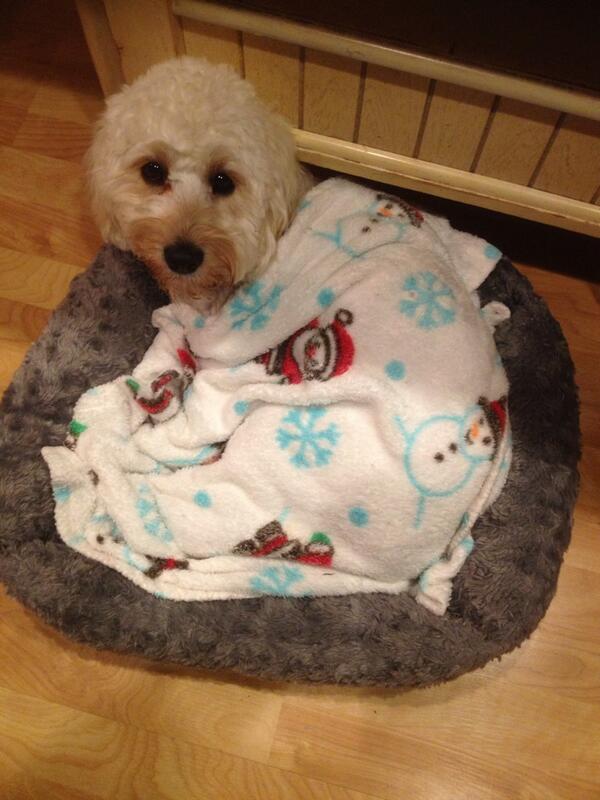 Agapi43's tweet image. Nap time for Oliver 🐾🐾🐾🐾🐾🐾🐾🐾🐾🐾🐾🐾🐾🐾🐾🐾🐾🐾🐾🐾🐾🐾🐾🐾🐾🐾