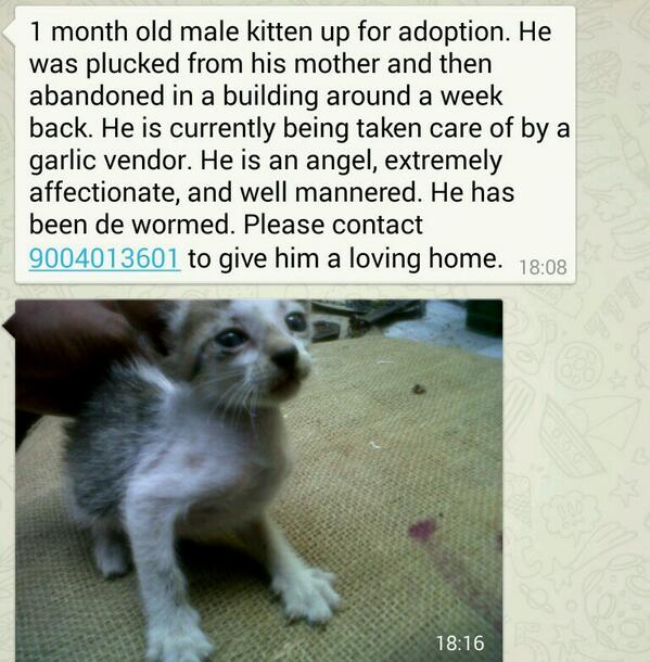 Pet Santa tweet media