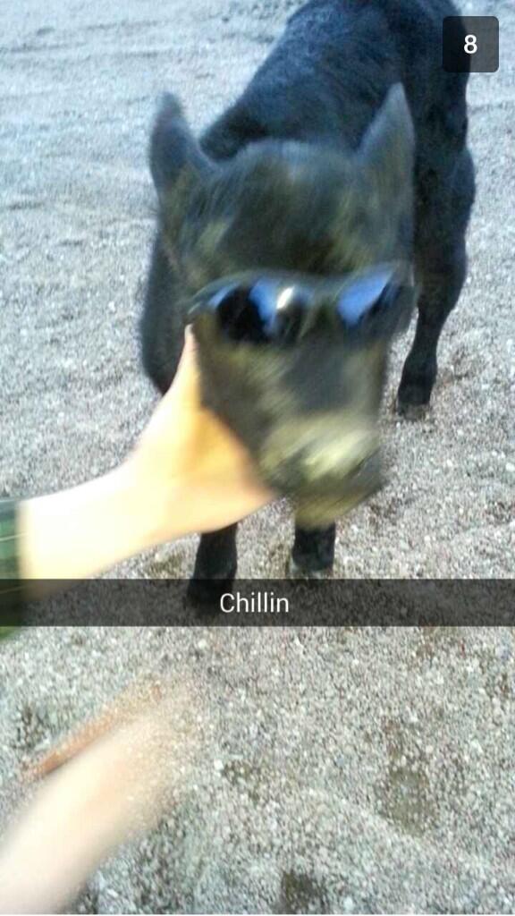 GusGus_TheBus's tweet photo. @Stuffonmycows shades on my calf http://t.co/9zkGmPWdDD