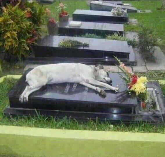 El perro que duerme todos los años junto a la tumba de su dueño, Jesús Sarabia, facellido en 2006 ¡Y LOS MALTRATAMOS!