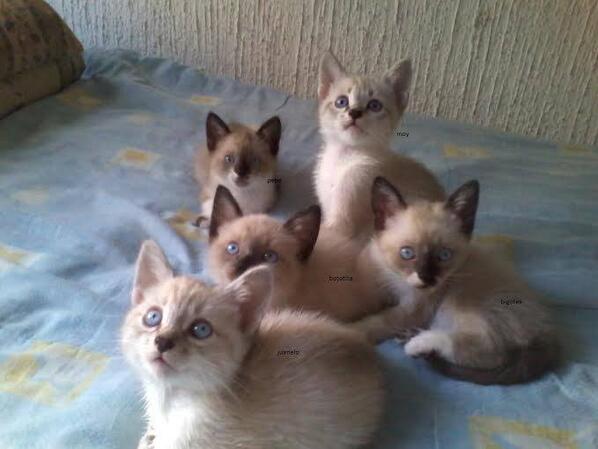 RescateAnimal's tweet photo. En adopción BOTITA, MOY, JUANELO, BIGOTES y PEPE, 3 meses, esterilizados! (adopciones.en.rescateanimal@gmail.com) http://t.co/8wfD8PTC40