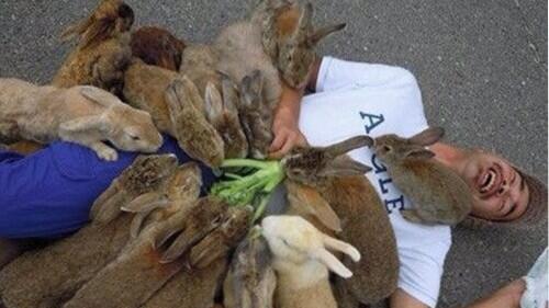 tec4_pets's tweet photo. RÁPIDO cómprame un manojo de lechugas ORITA TE EXPLICO. http://t.co/q9kmNMwe49