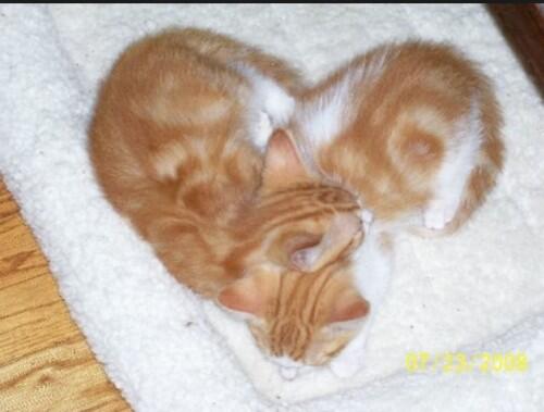 AvalonWebMagic's tweet photo. We <3 our Pet's - Upload yours here and enter to win a kindle! - http://t.co/O5tevNZ0S2 http://t.co/g3k5wxOvUt