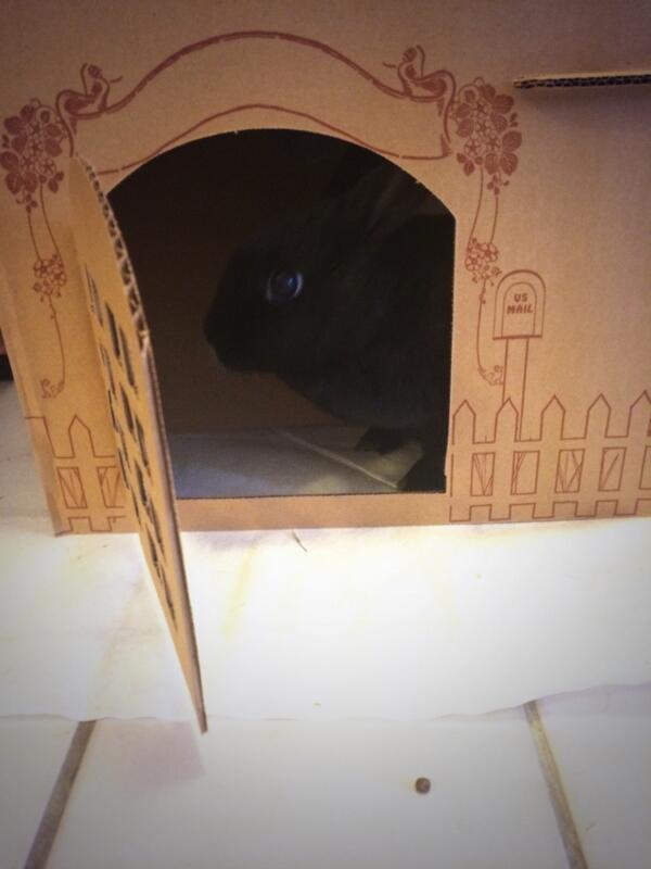 BunzEva's tweet photo. Playing in my new two level cottage http://t.co/2Xcd0Owgh0