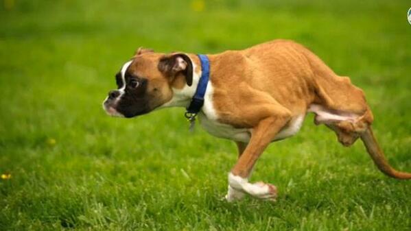 Talk about determination! This 9-month-old Boxer only has 2 legs, but nothing slows him down! bit.ly/1jMl737