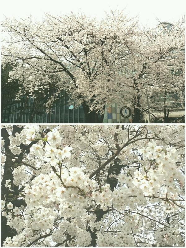 crystalaura7's tweet photo. 꽃은 또  피고 지고 http://t.co/y53cZLgPjc