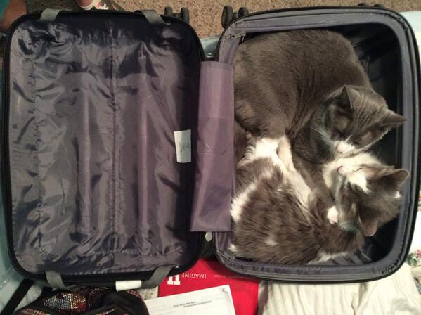 @ARaeOfHope is trying to unpack, but the cats have other plans. #cats #tooadorable