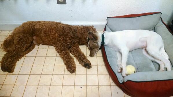 raphpuppy's tweet image. Nap time with my best friend &amp;lt;3