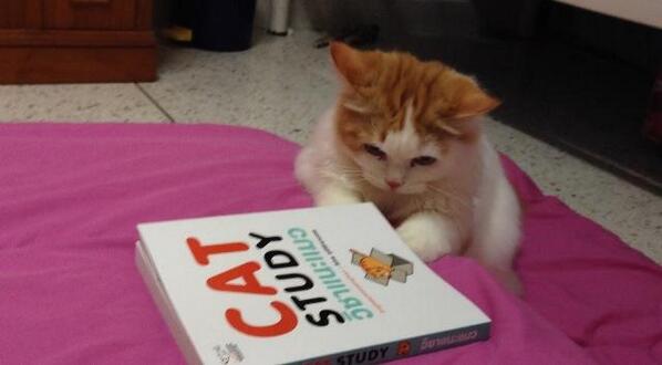 tpagon's tweet image. น่าร้าก &amp;lt;3 #catstudy (รูปจากคุณ Lookmi Yimyam)