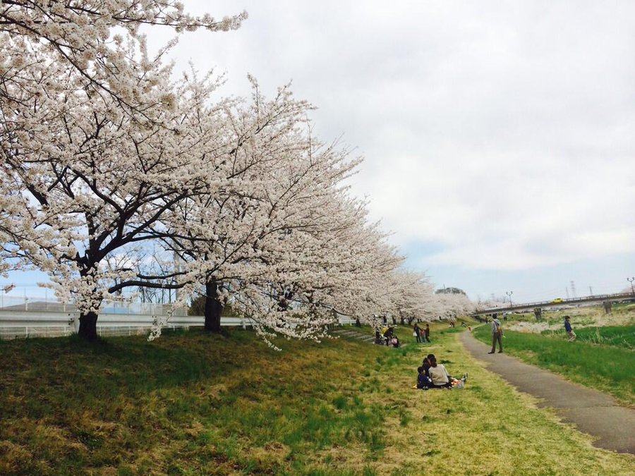 こだま千本桜22花見の混雑状況や駐車場は 桜の開花予想や見頃も 全国混雑ラボ