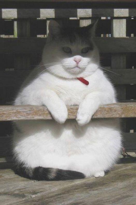 オツカレ ノヴァ 猫神様 Http T Co Snw17hhcfa オツカレ ノヴァ 猫神様 Http T Co Snw17hhcfa