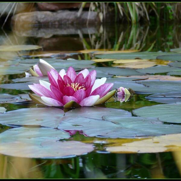 Lilly8Drake1hZ's tweet photo. #nature #dnp http://t.co/2dEXvAdzEa