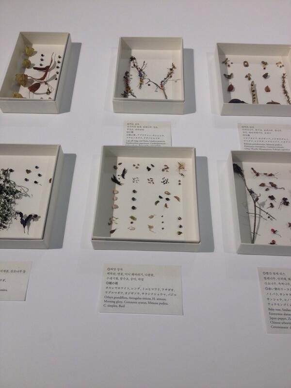 heayoun's tweet photo. 아름다운 꽃 세밀화와 꽃의 흔적들 '우리의 숲 私達の森 윤봉선_요코야마 미에코 2인展' 5/12까지 @ 신세계갤러리 본점 http://t.co/NLOzZiH8EH